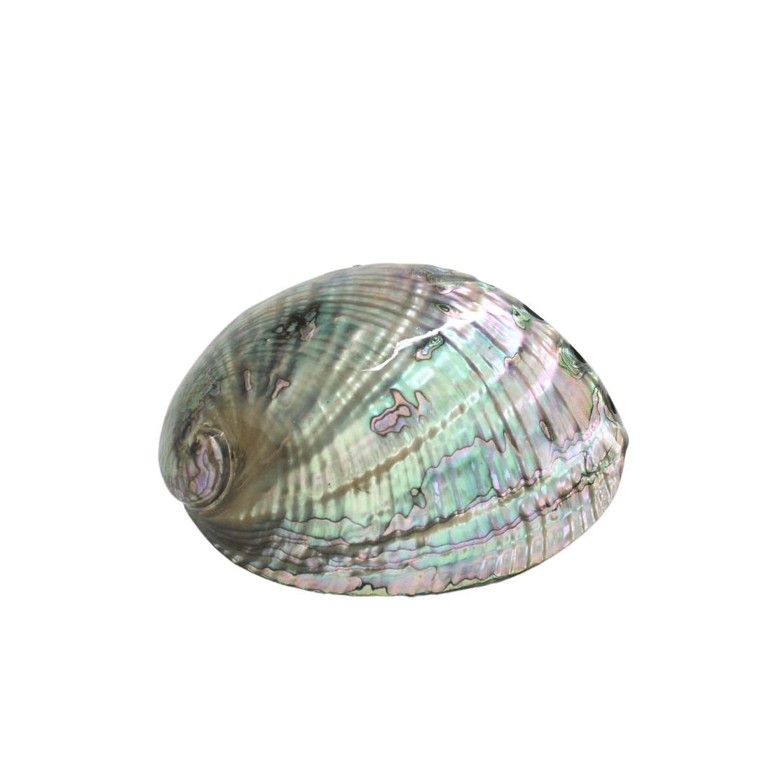 Concha de Abulon 🌊 - Nuestra Tierra Cosmética Ancestral