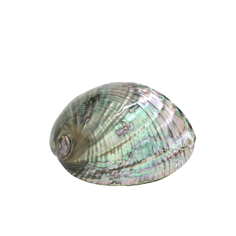 Concha de Abulon 🌊 - Nuestra Tierra Cosmética Ancestral