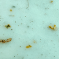 Green Tea Mascarilla Hidro - Plastica Descongestionante y Anti - Oxidante - Nuestra Tierra Cosmética Ancestral